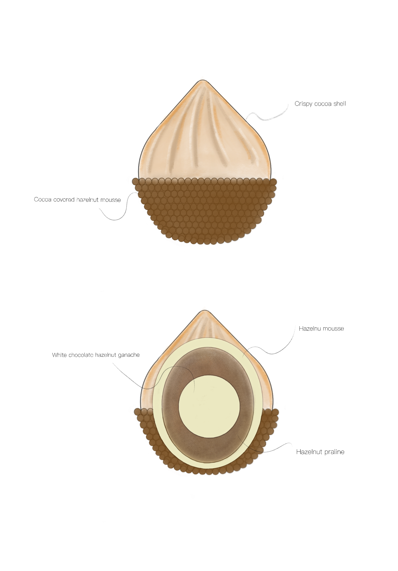 3x Oak nut "Hazelnut"